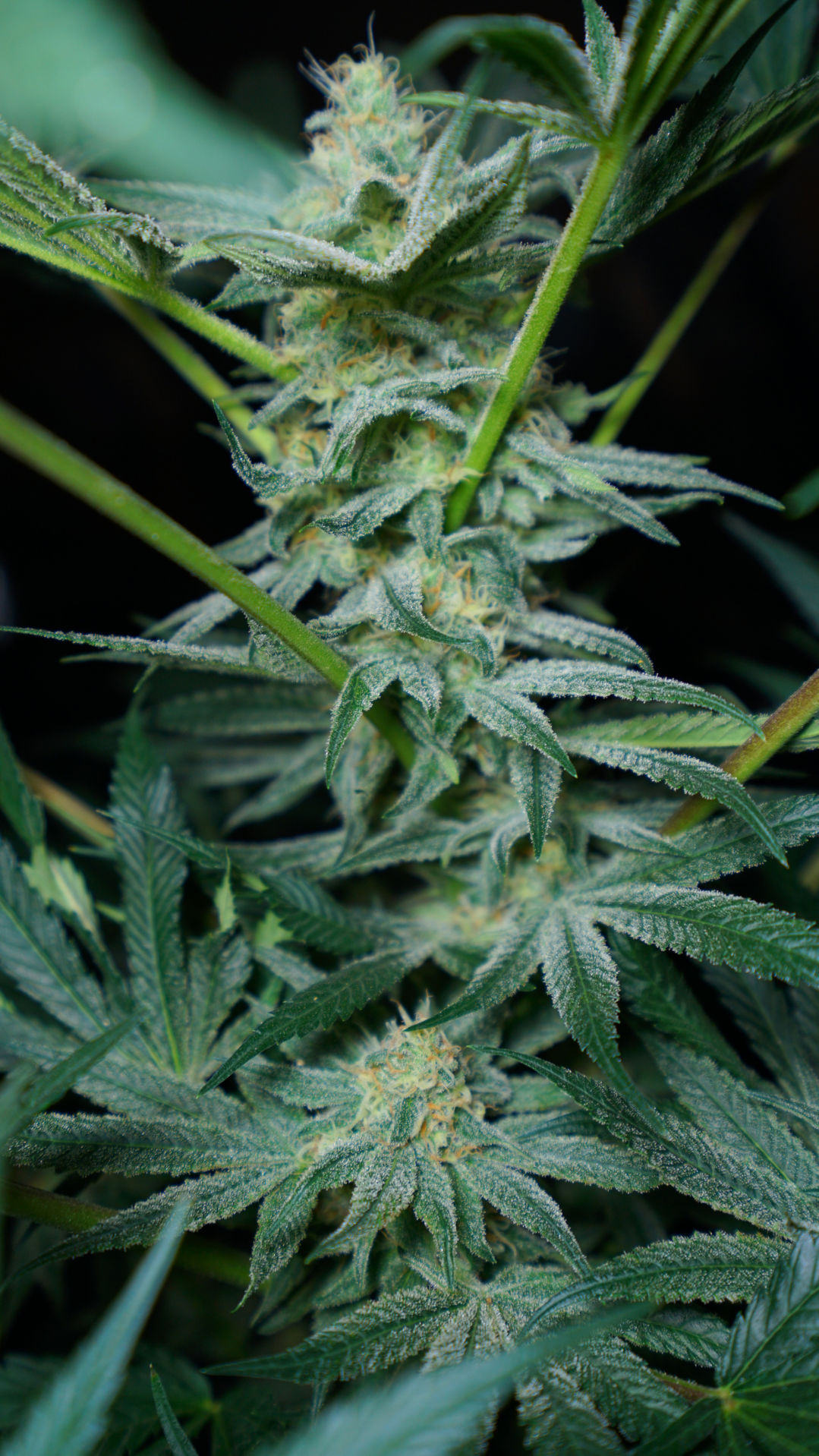 marijuana3.jpg